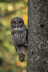 Fototapeta premium Great grey owl in the Canadian Rockies