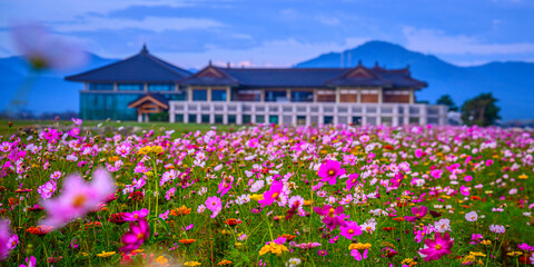 Gyeongju City Sunrise tranquil landscape in South Korea with cosmos flowers in full bloom at the open field of Hwangnyongsa Buddhist Temple Historic Culture Archaeological Museum - obrazy, fototapety, plakaty