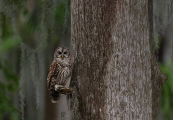 A barred owl in Everglades National Park, Florida 