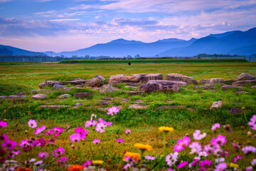 Cosmos Flowers in full bloom at the open field of Hwangnyongsa Buddhist Temple Historic Culture...