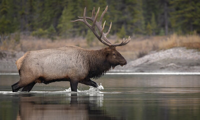 Naklejka na ściany i meble Bull elk during the rut in Jasper National Park, Canada