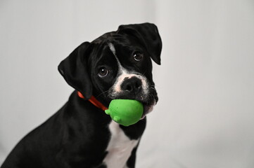 A black and white dog joyfully holds a green ball in its mouth, ready for a game of fetch.