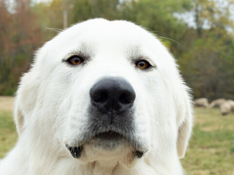 Extreme Close Up of a White Great Pyrenees Dog Looking at the Camera