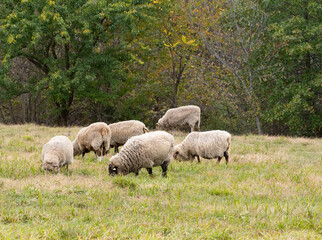 Small Flock of Sheep Grazing in Grassy Pasture