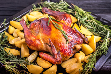 Roasted goose with potato and rosemary on black tray on christmas table. Christmas recipe. 