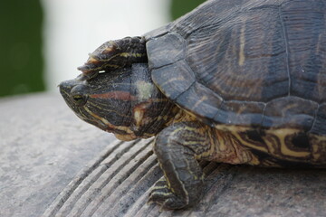 Turtle resting on the rocks on the shore