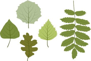 Green leaves on a white background. Vector elements set of green  poplar, aspen, oak, birch and rowan leaves. Flat style, isolated. An editable contour.