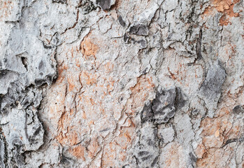 The surface of the bark of many years old trees
