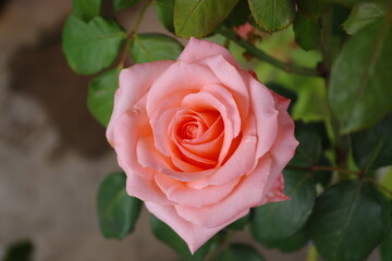 pink rose flower top view close-up