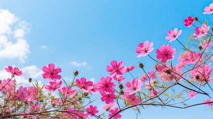 Obraz na płótnie Canvas Spring flower ,blooming flowers bright sky background,