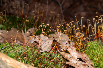 Moss