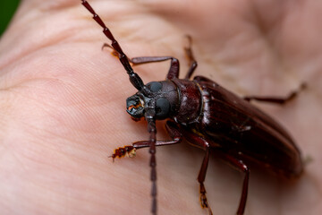 Wide neck root borer