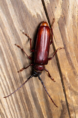 Wide neck root borer