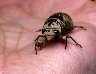 Cicada