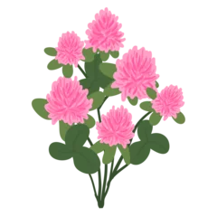 Foto op Plexiglas Flower isolated on White Background. flower for web, flyer, designing, presentation. © PNG Love