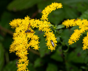 insects on yellow goldenrod flowers