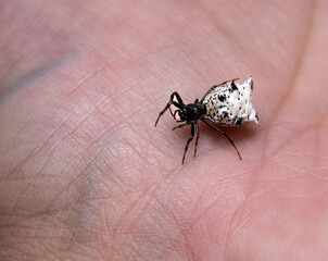 black and white spined spider