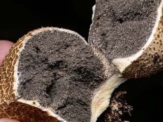 puffball mushroom split open