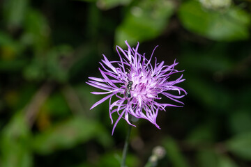 Bee on purple knapweed flower