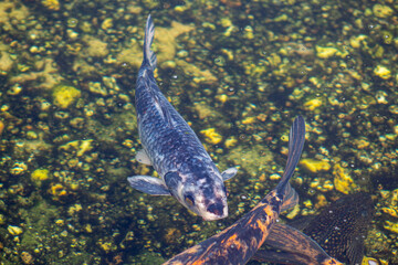  koi carp fish in the water