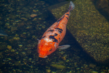 Obraz na płótnie Canvas goldfish in aquarium koi carp fish 