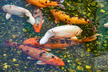 Obraz na płótnie Canvas koi fish swimming in pond