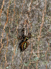 Shiny jumping spider on a tree