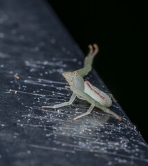 green spider on a fence