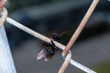bee on chainlink fence
