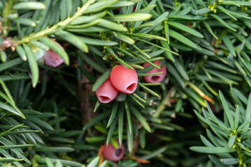red yew fruit