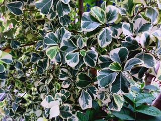 green leafy tropical plants background