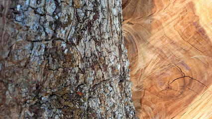 Natural bark texture background material. For Design. Old Wood Tree Background Pattern. dry tree...