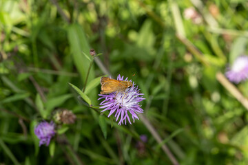 Orange butterfly on purple thistle flower 