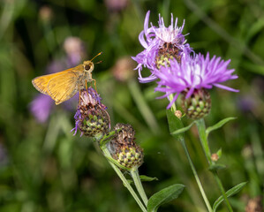 Orange butterfly on thistle flower 