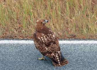Red tail hawk resting on road in Paso Robles California United States