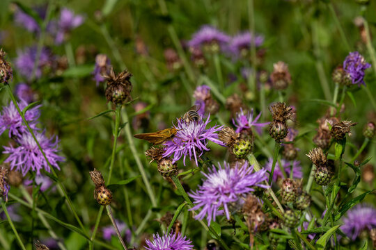 Bee and butterfly on purple thistle 