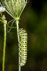 close up of caterpillar on stem