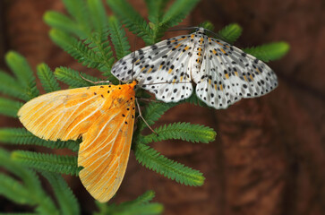 This species of moth in Thailand is found in mixed forests.
