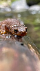 salamander on a log