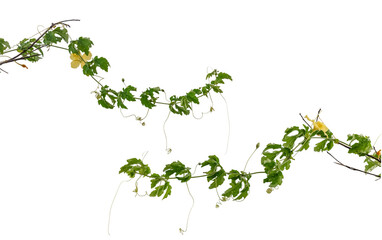 Two branch green ivy leaves with flowers isolated on white background.png