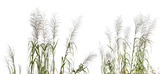 Common bent grasses wild meadow plants isolated on white background.png
