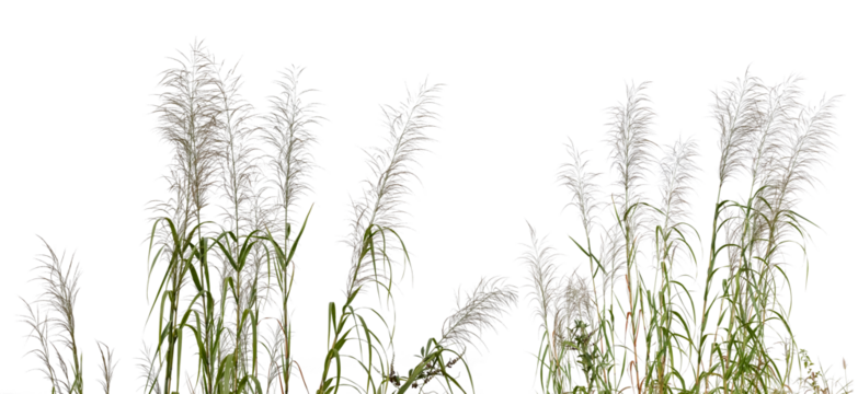 Common bent grasses wild meadow plants isolated on white background.png