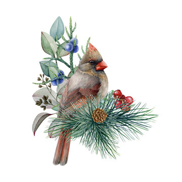 Winter floral decoration with cute cardinal bird. Watercolor illustration. Hand drawn red cardinal bird with pine, eucalyptus branches, berries, holly leaves decor. Winter festive cozy decoration