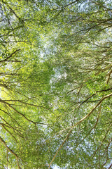 Landscape the big tree with nature background