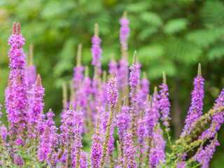 Summer Flowering Purple Loosestrife, Lythrum tomentosum on a green blured background.