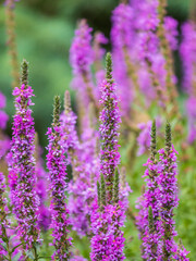 Summer Flowering Purple Loosestrife, Lythrum tomentosum on a green blured background.