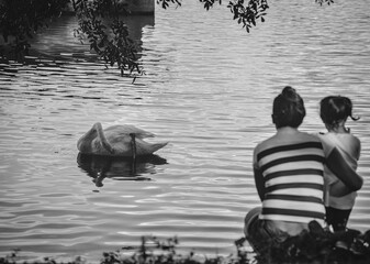 Obraz premium A Mother and her Daughter watching a Swan on a Lake - Campinas, São Paulo, Brazil