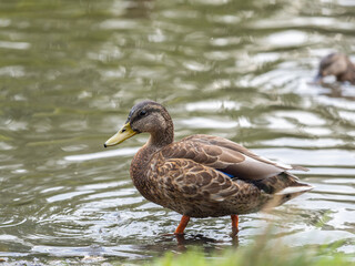 A duck female stands on its paws on the green shore of a pond.
