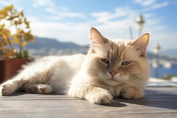 A Cat Sleeping on the Street of Santorini, Greece on a Sunny Day Mediterranean Morning Sunshine Outdoor Portrait Animal Pet Photography Relaxed Happy Healthy Mood Good Mental Health - obrazy, fototapety, plakaty