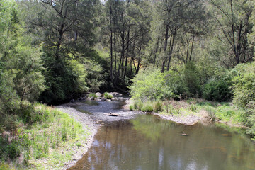 Fototapeta na wymiar Nymboida River with water and trees in New South Wales, Australia